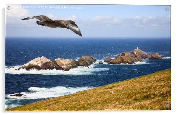 Great Skua Shetland Scotland Acrylic by Pearl Bucknall
