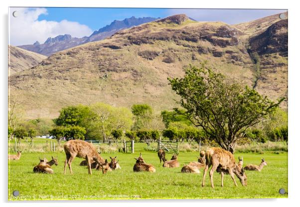 Red Deer on Isle of Arran Scotland Acrylic by Pearl Bucknall