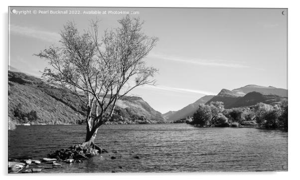 Lone Tree Llyn Padarn Lake Snowdonia Mono Acrylic by Pearl Bucknall
