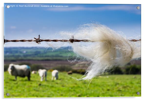 Sheep Wool on a Fence in Countryside Acrylic by Pearl Bucknall