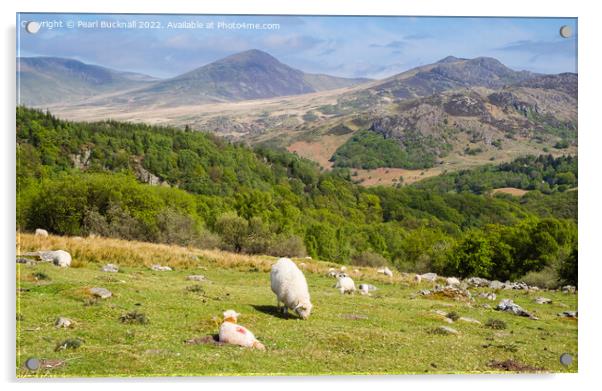Welsh Sheep Farming in Snowdonia Countryside Acrylic by Pearl Bucknall