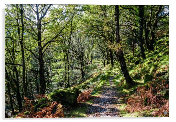 A Woodland Path Wales Acrylic by Pearl Bucknall