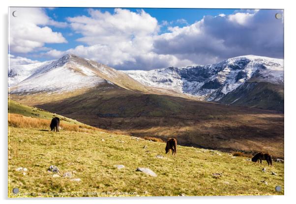 Carneddau Ponies Snowdonia Wales Acrylic by Pearl Bucknall