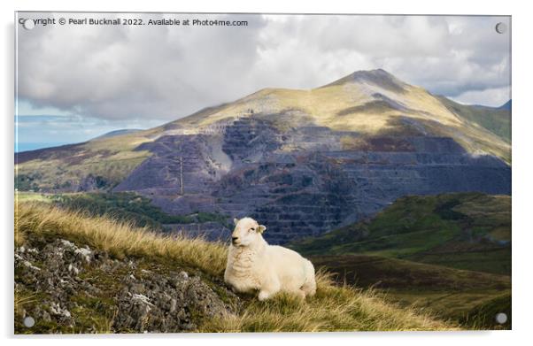 A Welsh Sheep in Snowdonia Mountains Acrylic by Pearl Bucknall