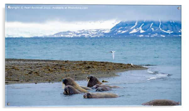 Walruses on Spitsbergen Island, Svalbard, Norway Acrylic by Pearl Bucknall