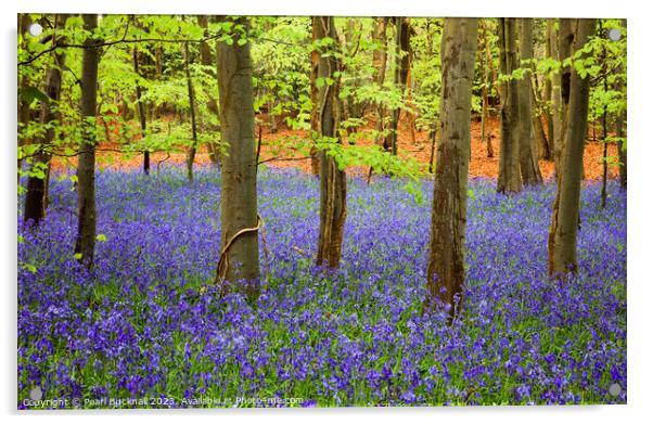 A Carpet of Bluebells in a Beech Wood Acrylic by Pearl Bucknall