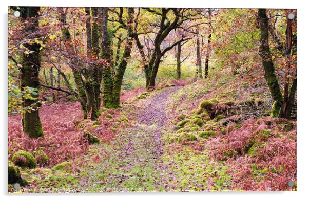 Woodland Walk in Celtic Rainforest in Snowdonia Acrylic by Pearl Bucknall