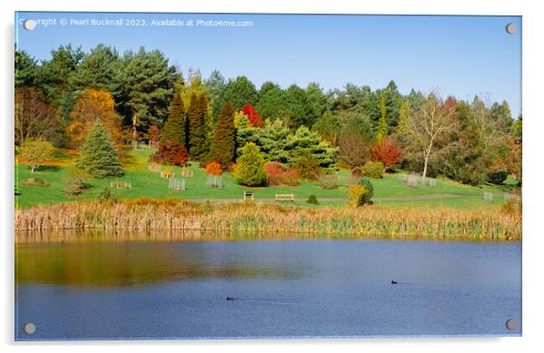 Marshall's Lake in Autumn at Bedgebury Kent Acrylic by Pearl Bucknall