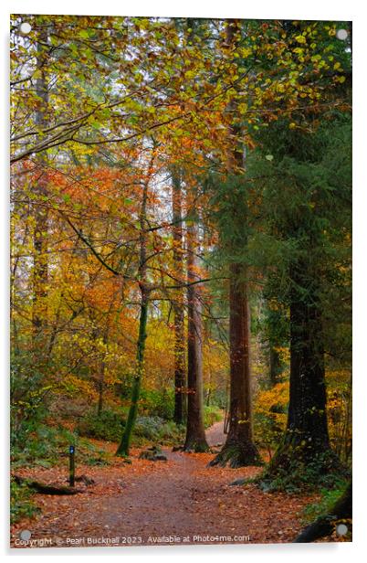 Autumn Colour on Coed Tan Dinas Walk in Snowdonia Acrylic by Pearl Bucknall