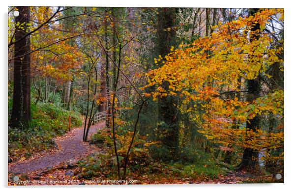 A Woodland Walk in Autumn at Betws-y-Coed Acrylic by Pearl Bucknall