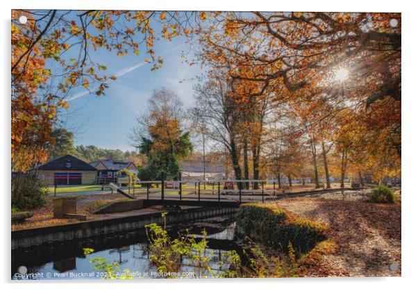 Basingstoke Canal in Autumn Acrylic by Pearl Bucknall