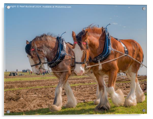 Shire horses pulling a plough  Acrylic by Pearl Bucknall