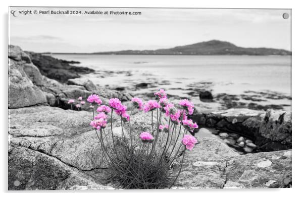 Sea Pink Thrift Flowers on South Uist Rocky Coast Acrylic by Pearl Bucknall