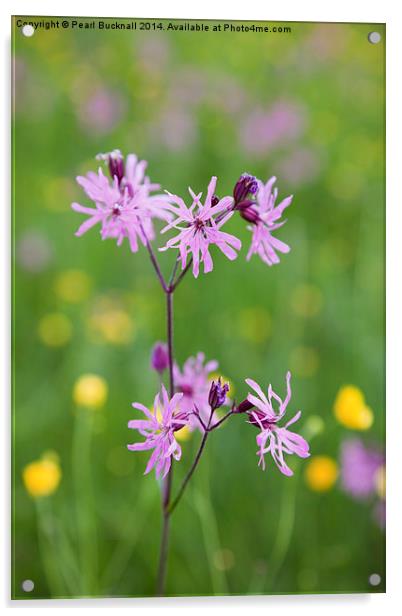 Ragged Robin Flowers Acrylic by Pearl Bucknall