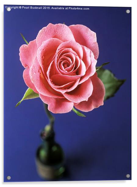 Pink Rose in a Bottle Acrylic by Pearl Bucknall