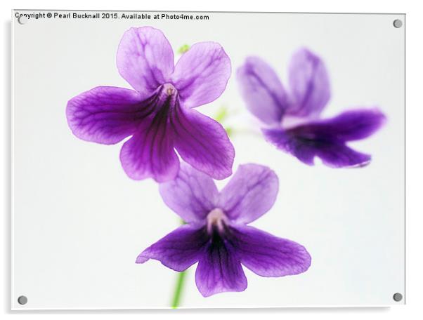 Three Purple Flowers Abstract Acrylic by Pearl Bucknall