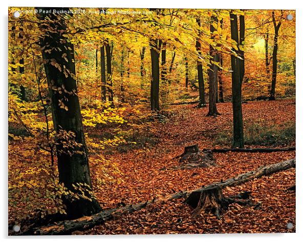 Beech Wood in Autumn in Alice Holt Forest Acrylic by Pearl Bucknall