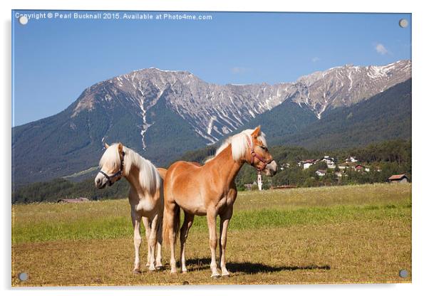 Palomino Horses Acrylic by Pearl Bucknall