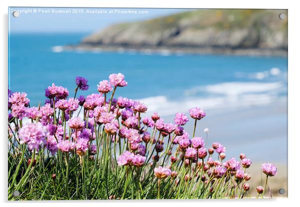 Pink Sea Thrift Flowers at Church Bay on Anglesey  Acrylic by Pearl Bucknall