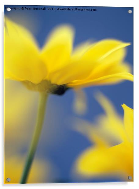 Soft Focus Yellow Chrysanthemums Acrylic by Pearl Bucknall