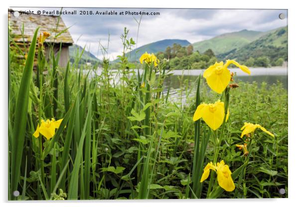 Iris Flowers by Grasmere Lake District Acrylic by Pearl Bucknall