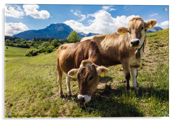 Alpine Cows Austria Acrylic by Pearl Bucknall