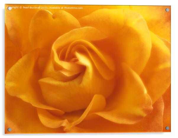 Yellow Rose Swirls Acrylic by Pearl Bucknall