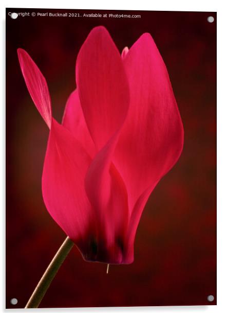Red Cyclamen Flower on Red Acrylic by Pearl Bucknall