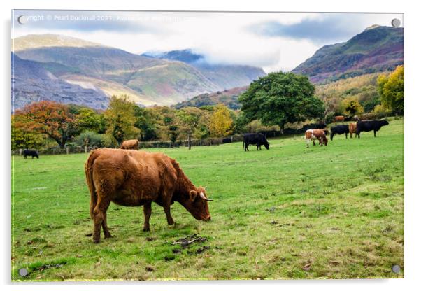Cattle Grazing in Snowdonia Countryside Acrylic by Pearl Bucknall