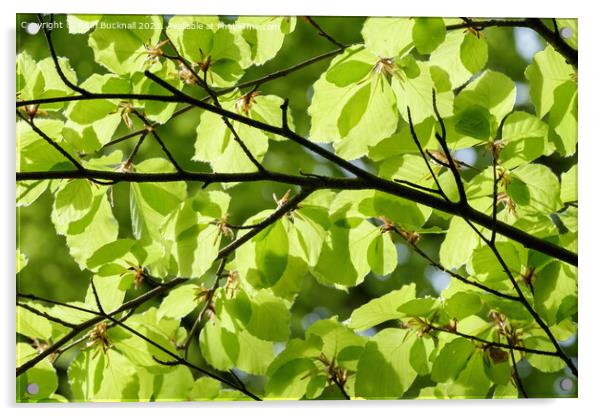 Green Foliage Leaves Against Sky Acrylic by Pearl Bucknall