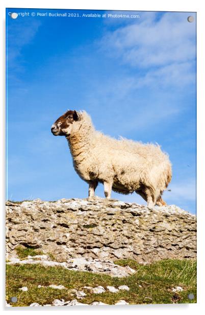 Blackface sheep Acrylic by Pearl Bucknall