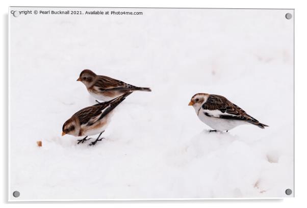 Three Snow Buntings Birds Acrylic by Pearl Bucknall