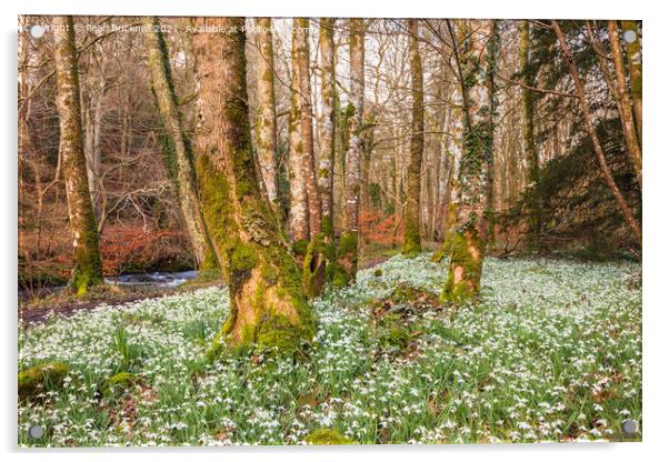 Wild Snowdrops in a Woodland Acrylic by Pearl Bucknall