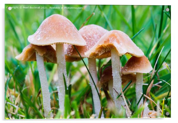 Fungi in Grass Acrylic by Pearl Bucknall