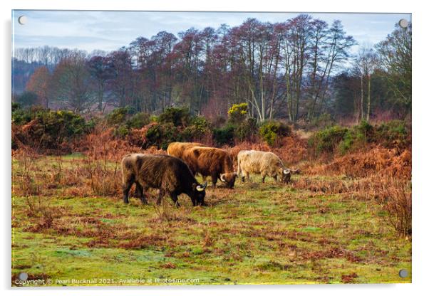 Cattle Grazing in Hothfield Heathlands Ashford Ken Acrylic by Pearl Bucknall