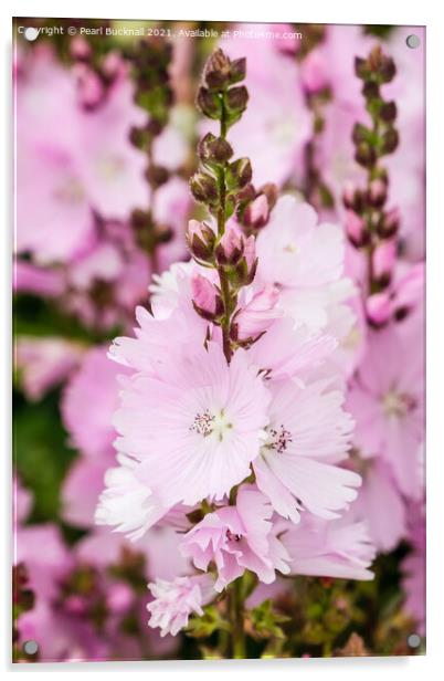 Pink Prairie Mallow Flowers Acrylic by Pearl Bucknall
