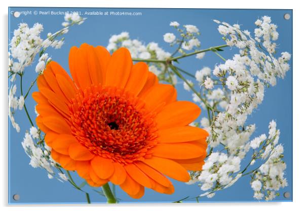 Orange Gerbera Flower in Gypsophila Flowers Acrylic by Pearl Bucknall