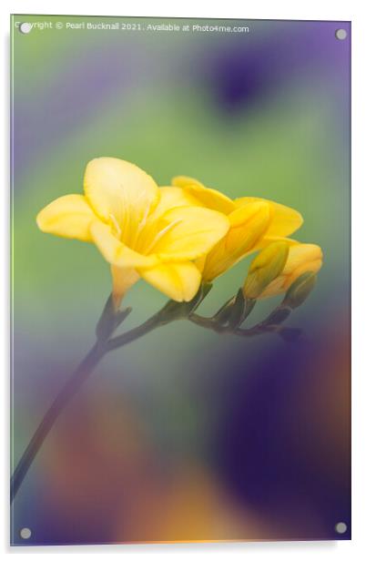 Yellow Freesia Flowers Acrylic by Pearl Bucknall
