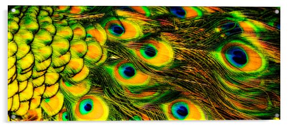 Peacock feathers, close-up Acrylic by Bernd Tschakert