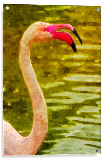 Flamingo, close-up Acrylic by Bernd Tschakert