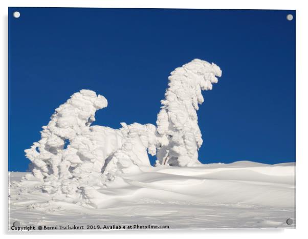 Human shaped trees covered with snow, Austria Acrylic by Bernd Tschakert