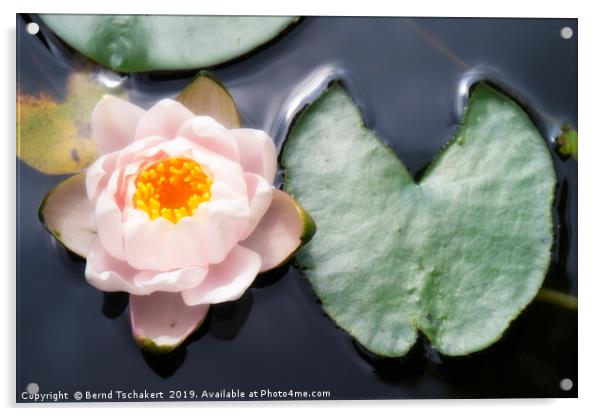 Water lily with leaf in a pond, Austria Acrylic by Bernd Tschakert