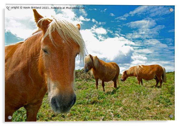 Dartmoor ponies Acrylic by Kevin Britland