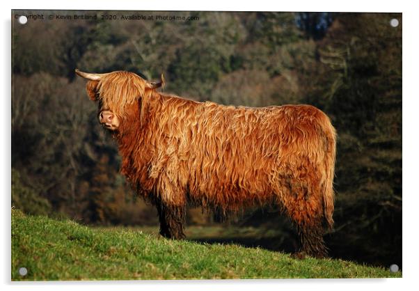 male highland cow Acrylic by Kevin Britland