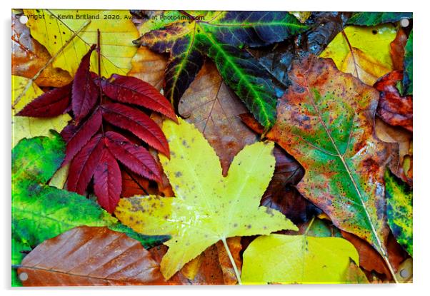 autumn leaves Acrylic by Kevin Britland