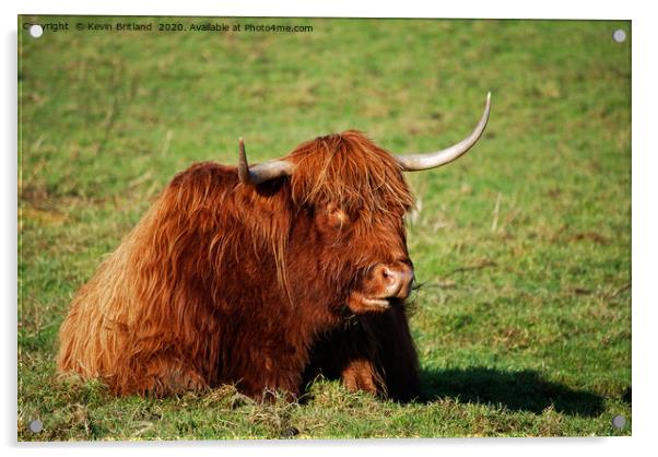 highland cow Acrylic by Kevin Britland