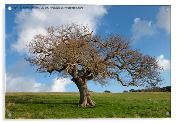 The old oak tree Acrylic by Kevin Britland