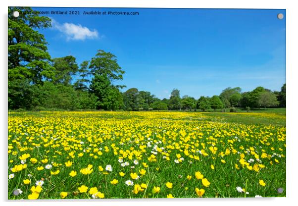 wild flower meadow Acrylic by Kevin Britland