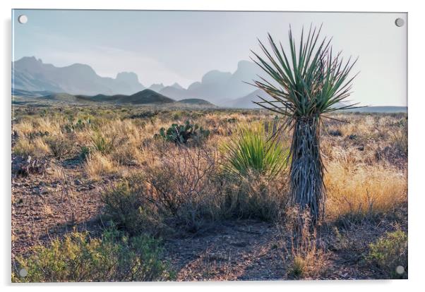 Dagger Cactus in Texas Big Bend Acrylic by Luc Novovitch