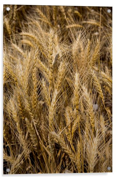 Arkansas Wheat Field Acrylic by Luc Novovitch